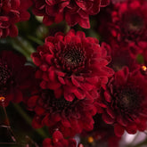 Red Chrysanthemums